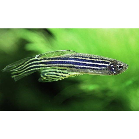 Danio pręgowane